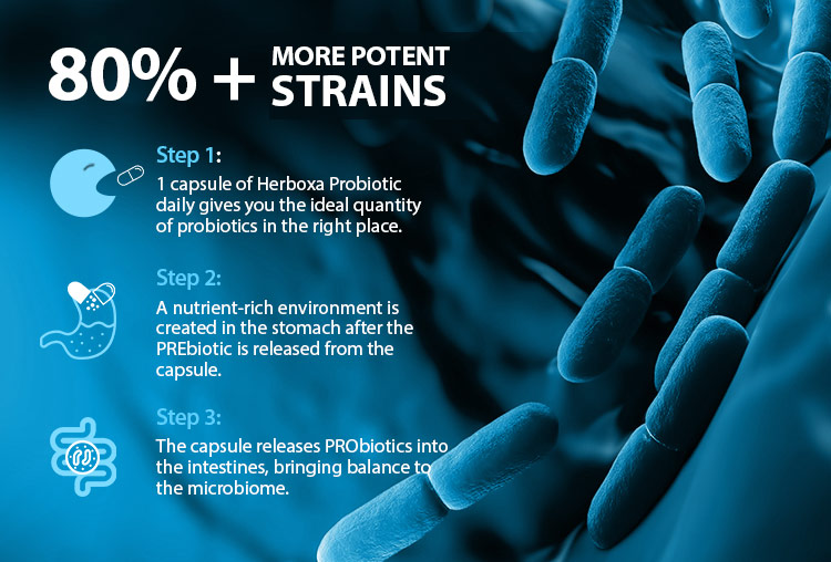Herboxa Probiotic 60 Billion | Food Supplement