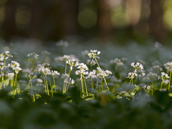 Hawthorn Extract.